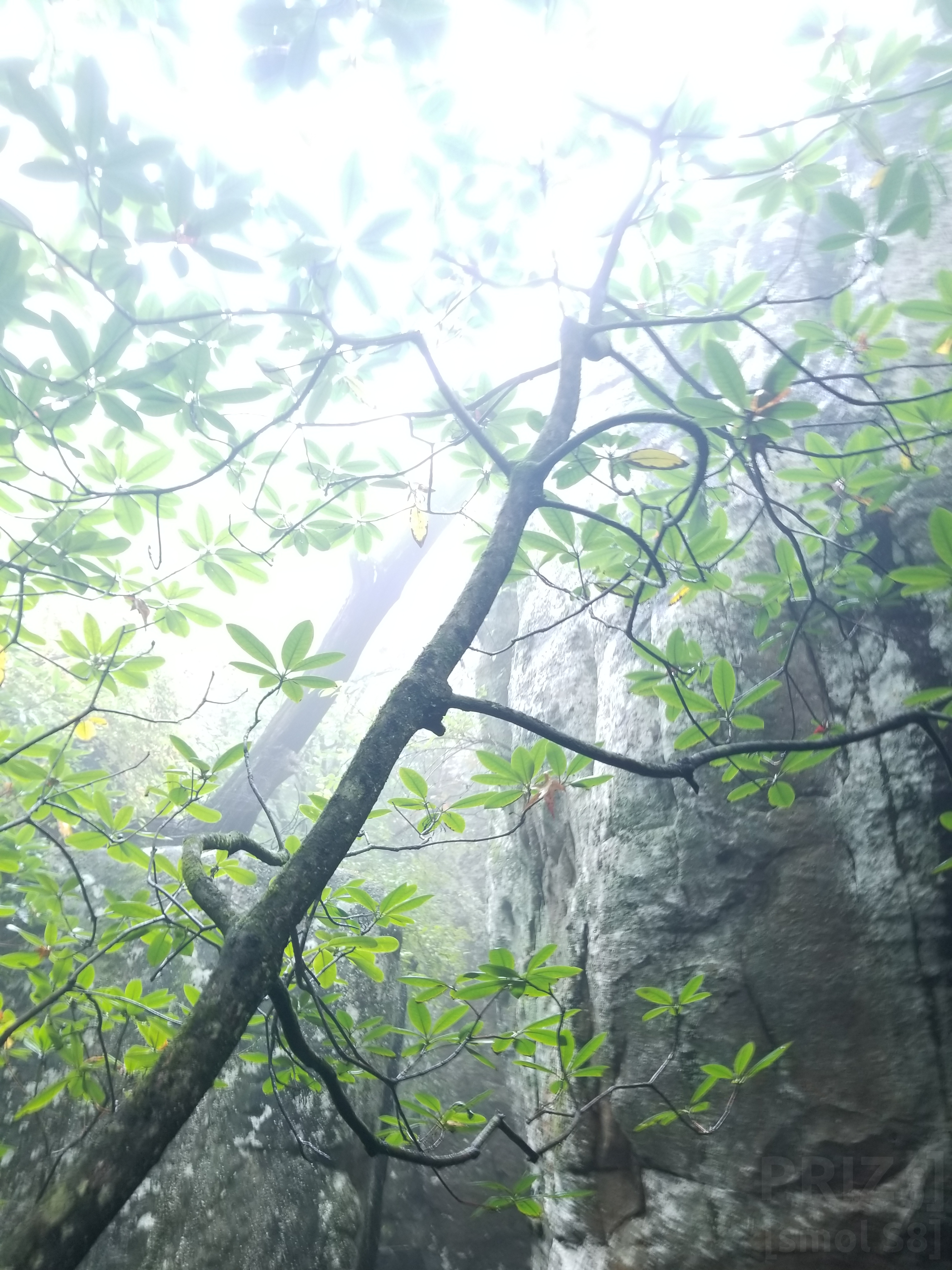 heavenly-tree.webp heavenly-tree.webp